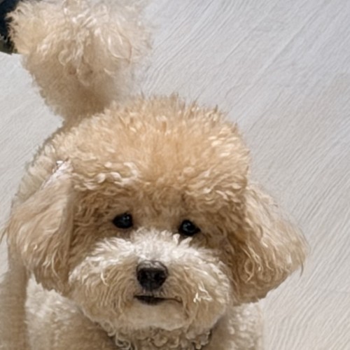 Peanut